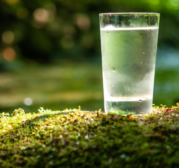 Cold glass of water on top of small hill of greenery