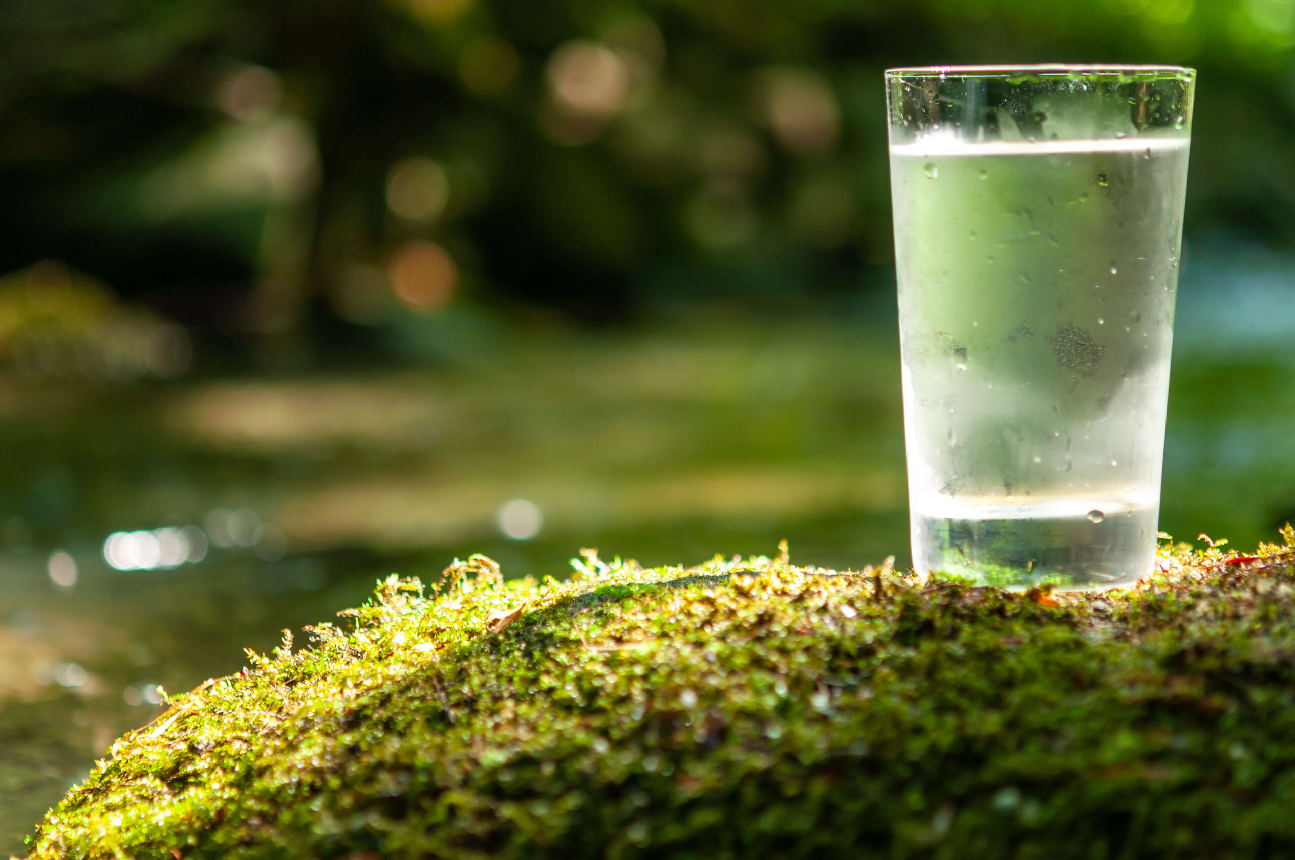 Cold glass of water on top of small hill of greenery